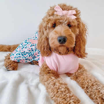 Dog Dresses & Pet Dresses | Cute, Designer & Luxury Styles  Parisian Pet