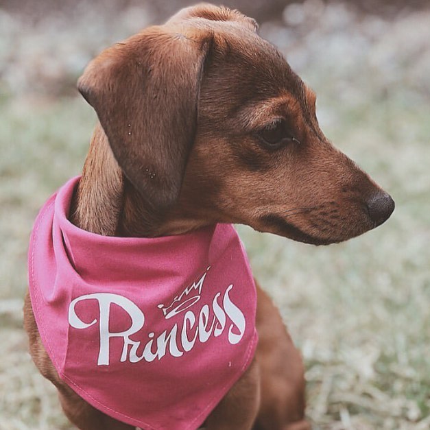 Parisian Pet 'Princess' Bandana for Dogs & Cats - Stylish, Trendy, Comfortable Pink Dog Bandana for Special Occasions
