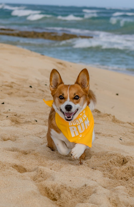 Parisian Pet 'Born to Run' Bandana - Fashionable, Soft, Comfortable Yellow Bandana for Dogs & Cats