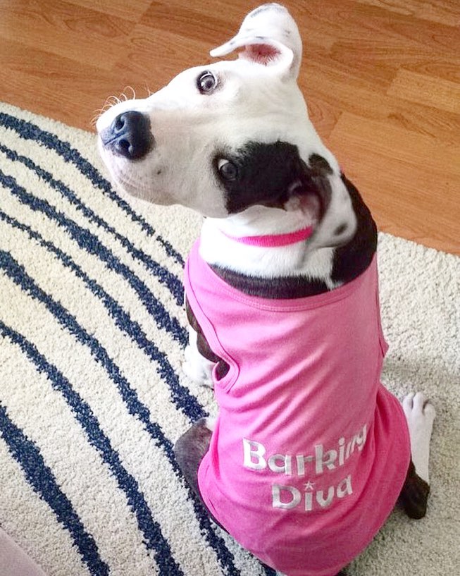 Parisian Pet 'Barking Diva' Dog Shirt – Cute Slogan Pet T-Shirt for Dogs & Cats, Pink