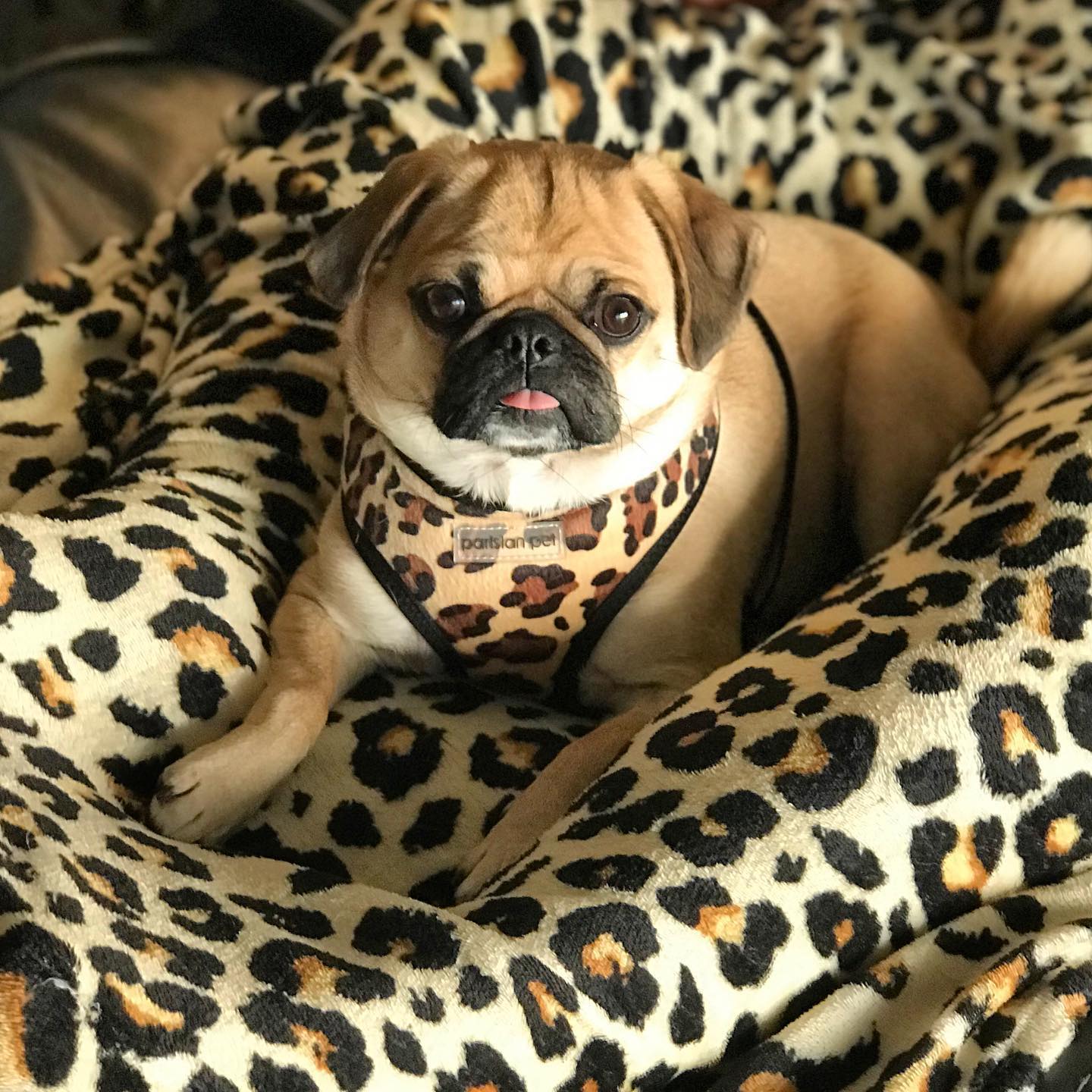 Parisian Pet 'Freedom Harness Leopard' for Dogs & Cats – Comfortable, Durable Adjustable Leopard Print Pet Harness