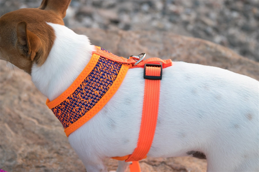 Parisian Pet 'Sport Net Harness' for Dogs & Cats – Comfortable & Adjustable Mesh Harness, Orange & Blue