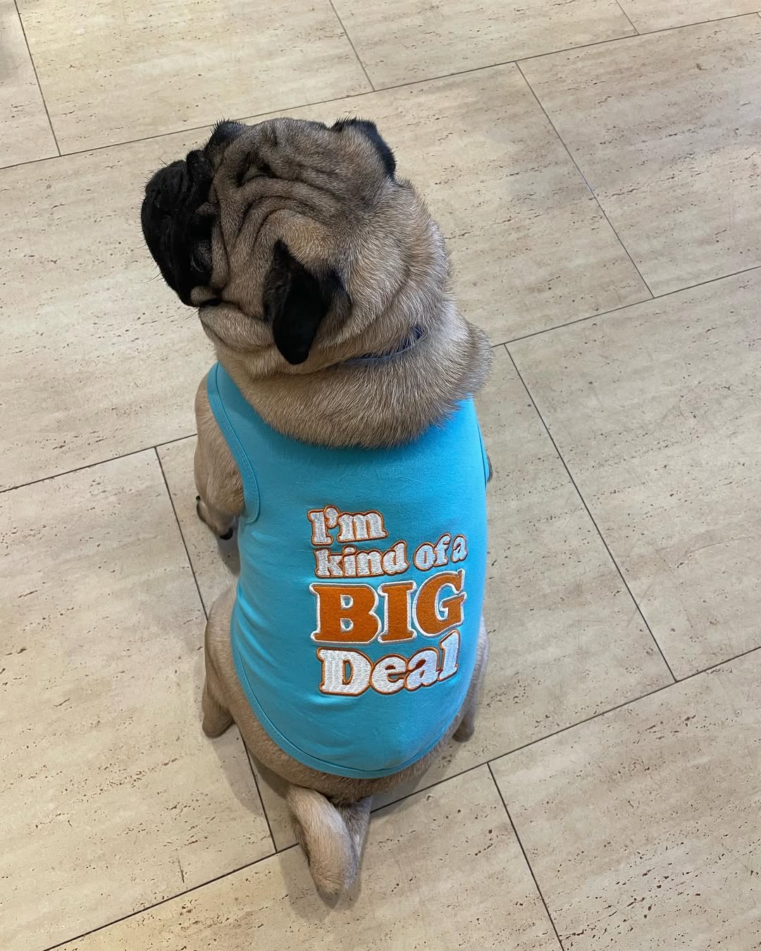 Parisian Pet 'I'm Kind of a Big Deal' Humorous Dog Shirt – Embroidered Graphic Pet T-Shirt for Dogs & Cats, Light Blue