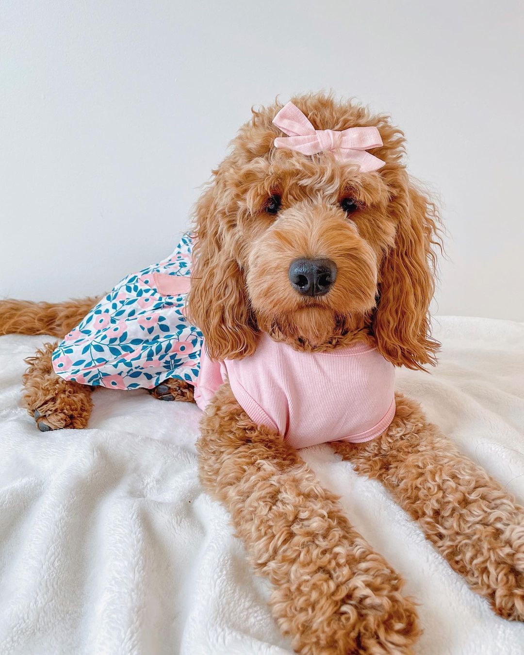 Top Pet Clothing Prints for March: Stylish Spring Trends for Pets ...