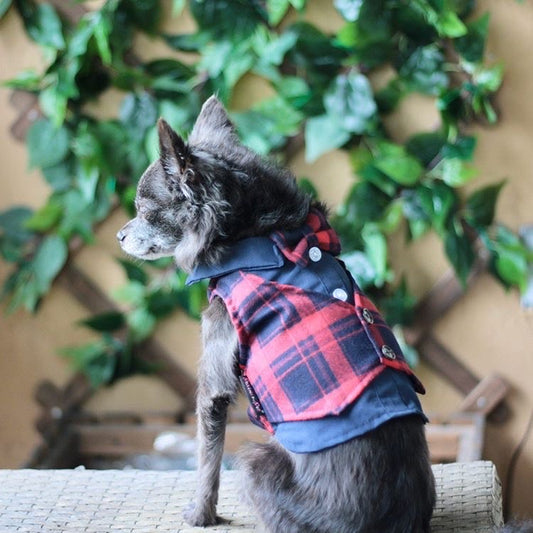 🎩🐾 How to Keep Your Dog Comfortable in Formal Clothing