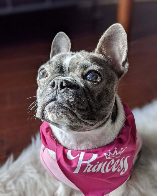 Elegant Dog Accessories for Special Occasions