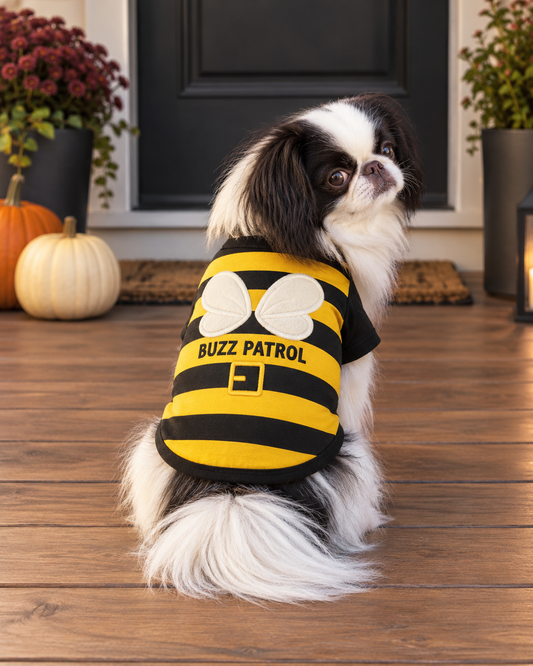 Black and white Japanese Chin wearing a yellow and black striped Parisian Pet Buzz Patrol bee shirt with white wings, sitting on a fall porch with pumpkins.