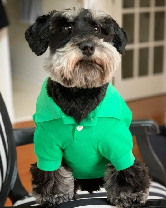 Trendy Colors for Pet Fashion This April