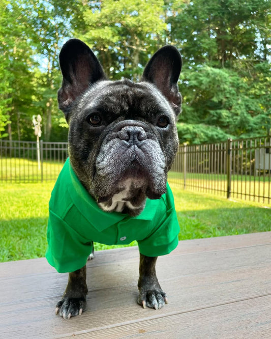 🐶🧥 How to Make Your Dog Comfortable in His Clothes