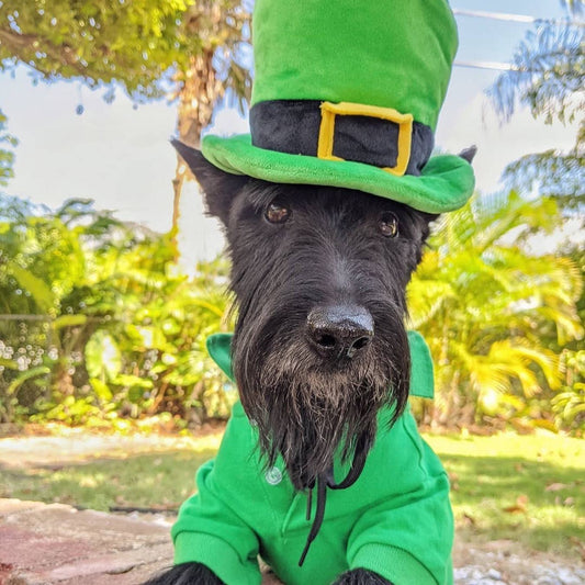 🍀🐶 St. Patrick’s Day Fashion for Dogs: The Best Outfits & Accessories