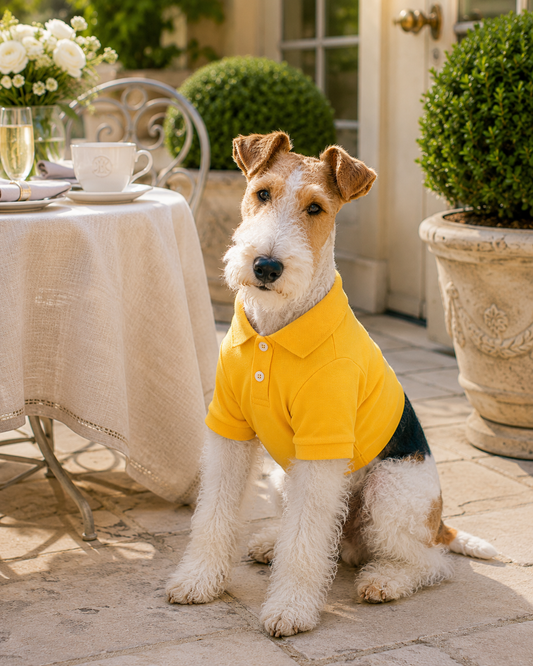 How to Dress Pets Comfortably for Brunch