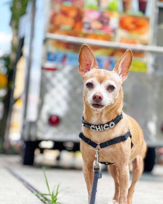 Dog Fashion Accessories: The Latest for May 2025