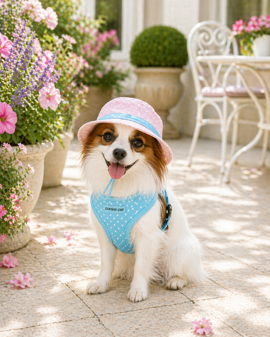 Why Dogs Need UV Protection in Spring