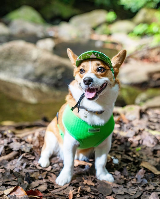 🐶🏕️ Adventure Dog Fashion: What’s the Best Gear?
