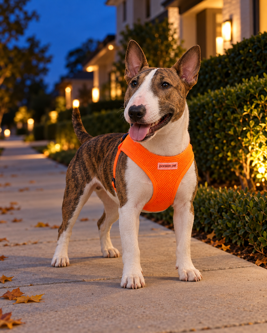 Brindle Bull Terrier wearing a bright orange Parisian Pet mesh dog harness on an evening neighborhood walk surrounded by autumn leaves.