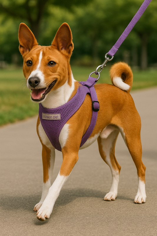 Essential Accessories for Dogs in August: Comfort & Safety Under the Sun