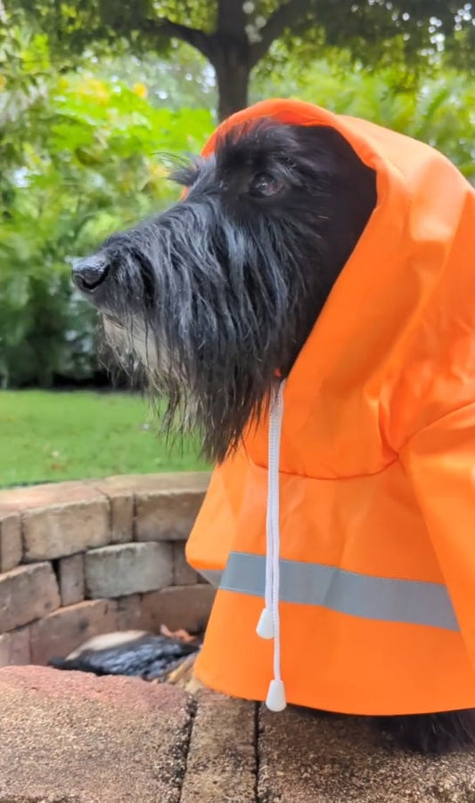 🐾❌ Common Mistakes When Choosing Mid-Season Clothing for Dogs