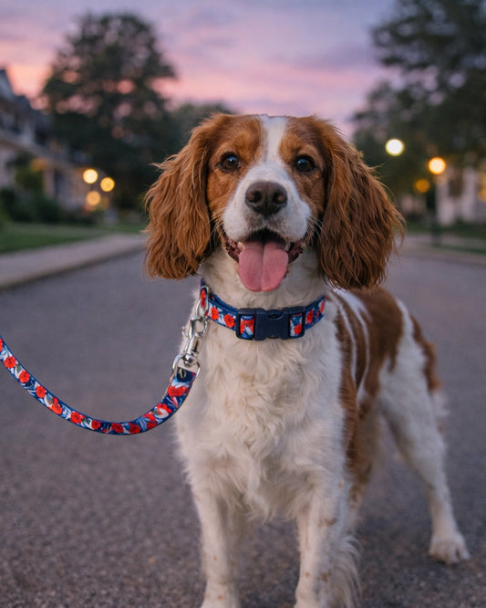 Romantic Walk Outfits for Pets