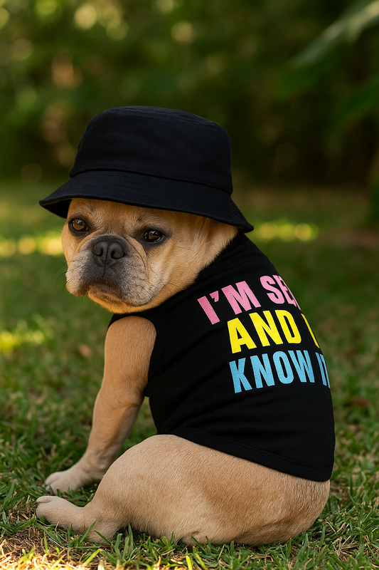 Key Accessories for Dogs During Seasonal Transitions