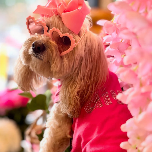 The Best Spring Styles for Small and Large Dogs: T-Shirts and Dresses