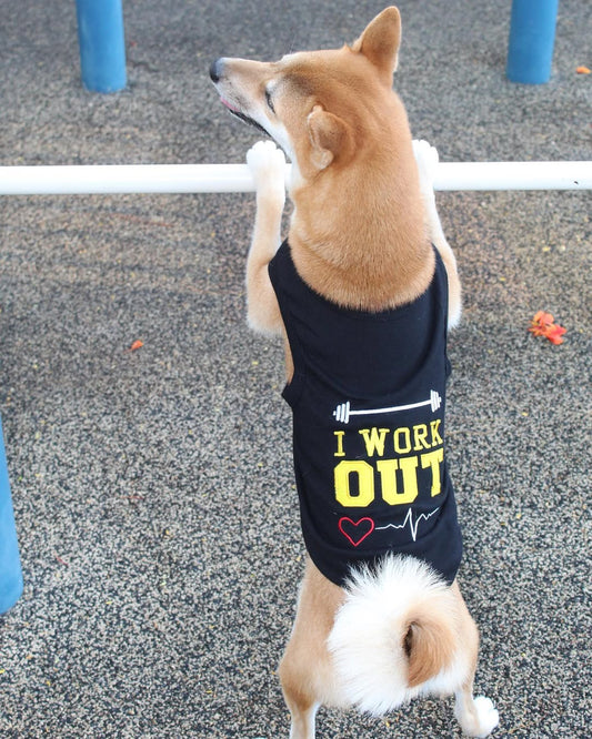 Top 5 Pet Sportswear Trends for 2025