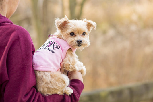 Stylish Valentine's Day Gifts for Pets