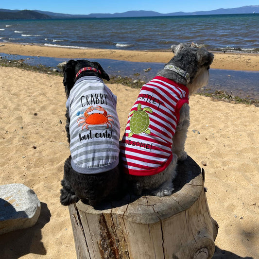 🐶🎨 Colors and Designs for Mid-Season Dog Fashion