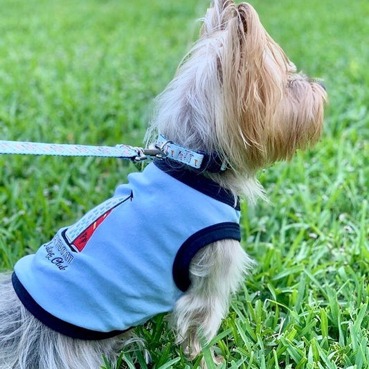 🐶🌞 Dressing Your Dog for Warmer Days Without Sacrificing Style