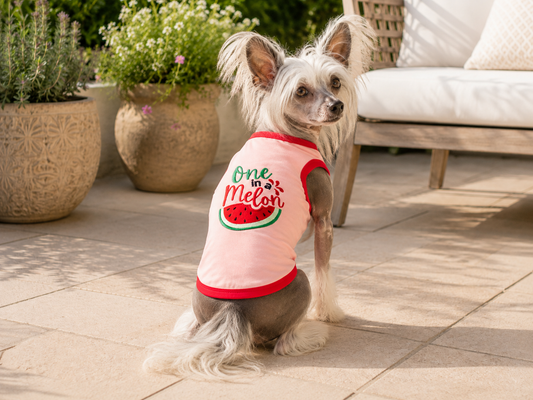 Chinese Crested clothes, small dog clothes, dog tank top, funny dog shirt, summer dog clothes, cute dog apparel, stylish pet clothing