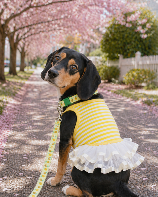 Spring Outfits for Dogs With Dark Fur