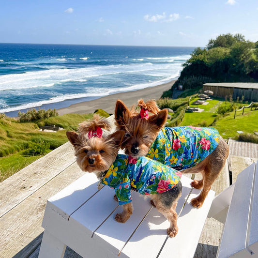 🐶☀️ The Best Outfits for Dogs on Sunny Days