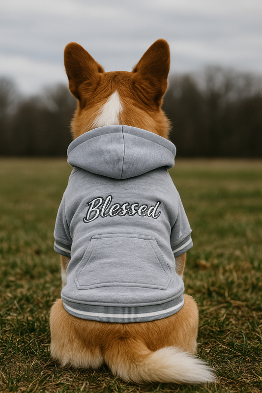 How to Prepare Your Dog for Weather Changes