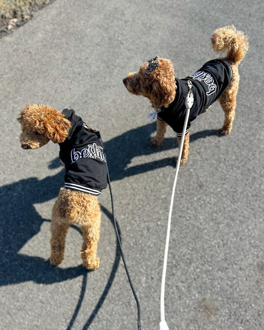🐶🍃 Mid-Season Clothing for Active Dogs: Function Meets Fashion
