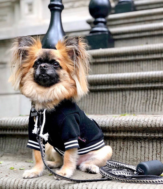 🐾🧥 Dog Clothing in the Last Days of April: Ensuring Comfort and Style