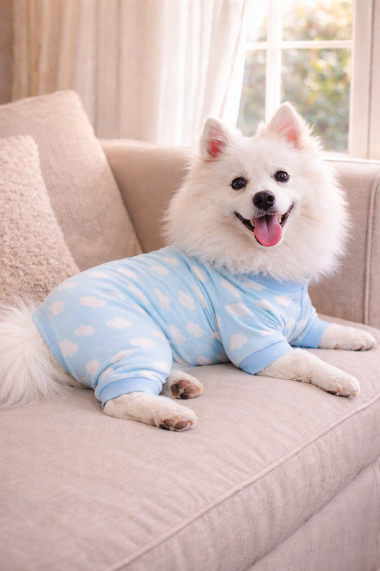 How to Keep Your Dog Smelling Fresh for Photos