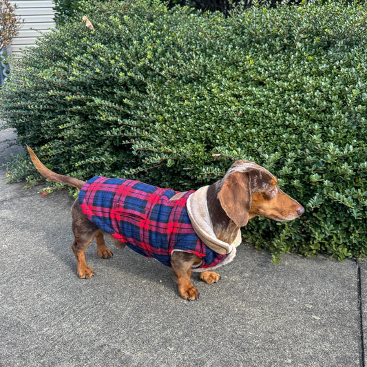 🐶How to Choose the Perfect Jacket for Your Dog This Winter
