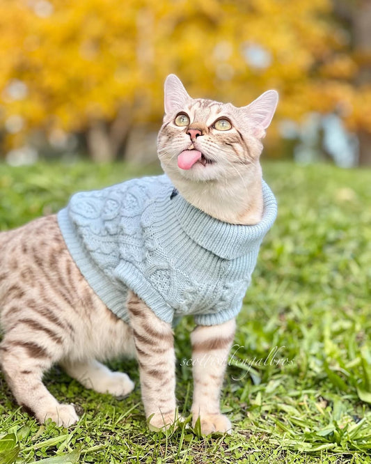 Is a Lightweight Sweater Necessary for Dogs in Spring?