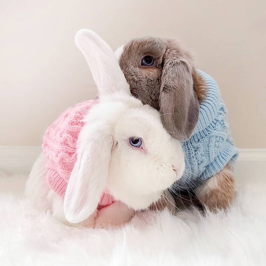 🐶🌦️ How to Adapt Your Dog's Clothes to Changing Weather