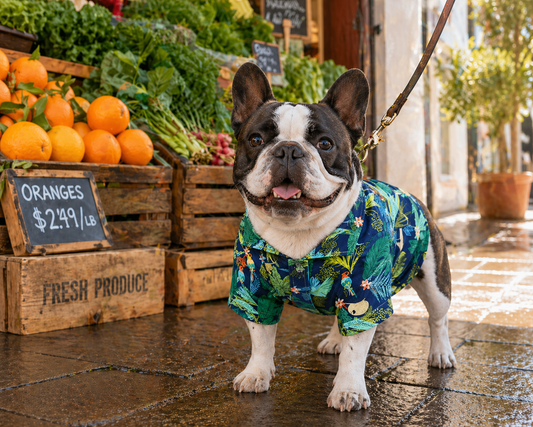 Farmers Market Outfit Ideas for Dogs in Spring