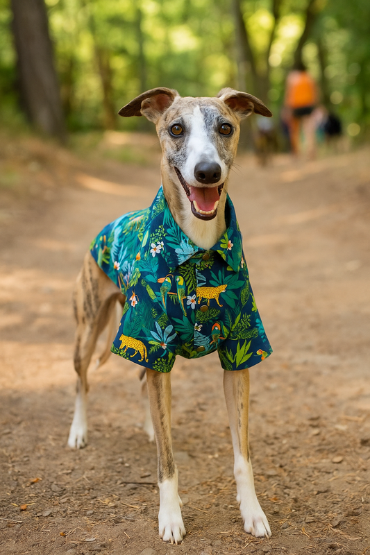 How to Dress Your Dog for Hiking and Long Walks