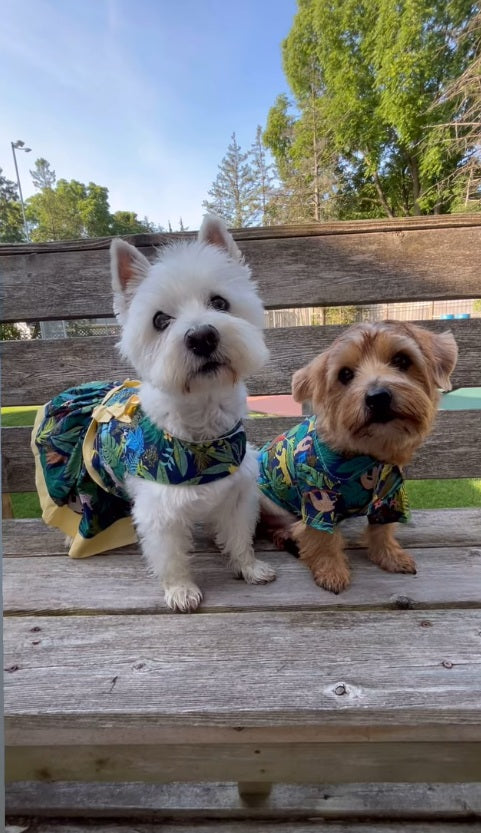 Lightweight Dog Clothes for April’s Unpredictable Weather: Comfort and Style for Your Pup