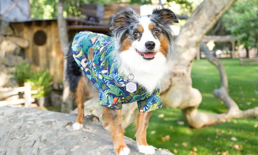 Best Spring Outfits for Dogs: Picnics & Outdoor Walks