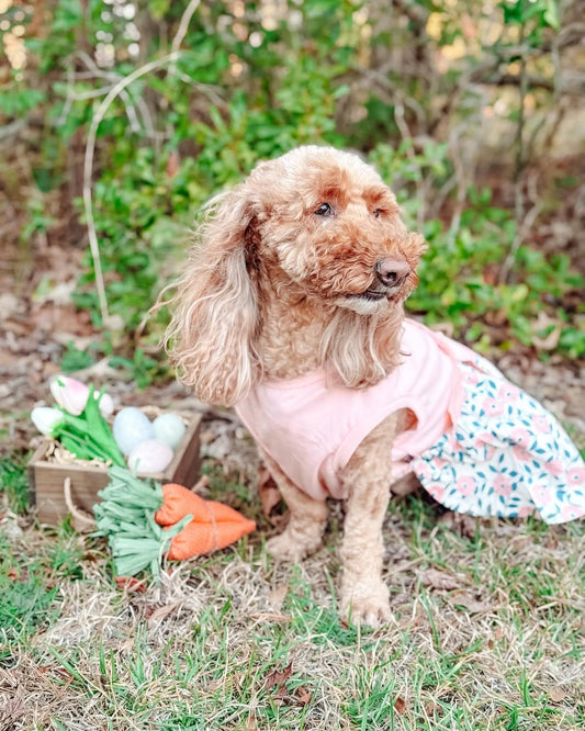 Common Mistakes When Buying Spring Clothes for Dogs