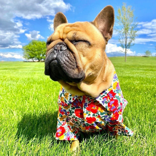 🐾🧥 How to Choose the Best Clothes for Long- or Short-Haired Dogs
