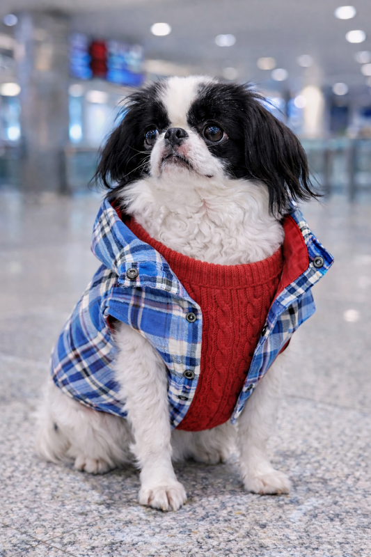 Travel-Ready Winter Dog Wardrobe: What to Pack & Why