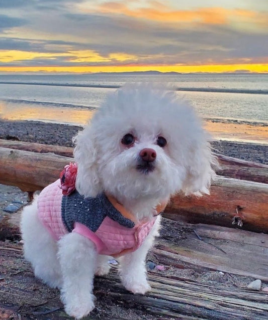 How to Measure Your Dog for the Perfect-Fit Jacket or Coat