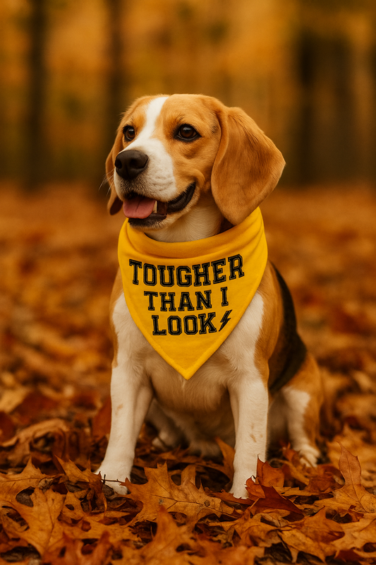 Fall Color Dog Clothes