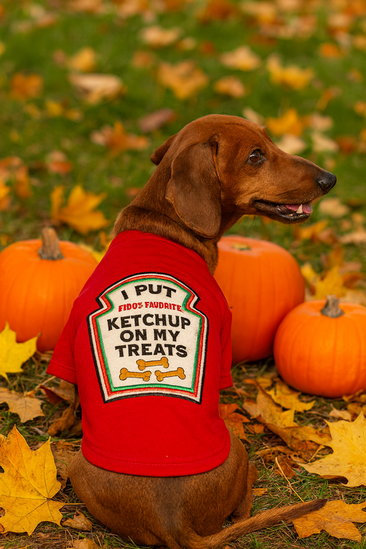 How to Prepare a Themed Photo Session with Your Dog for Halloween