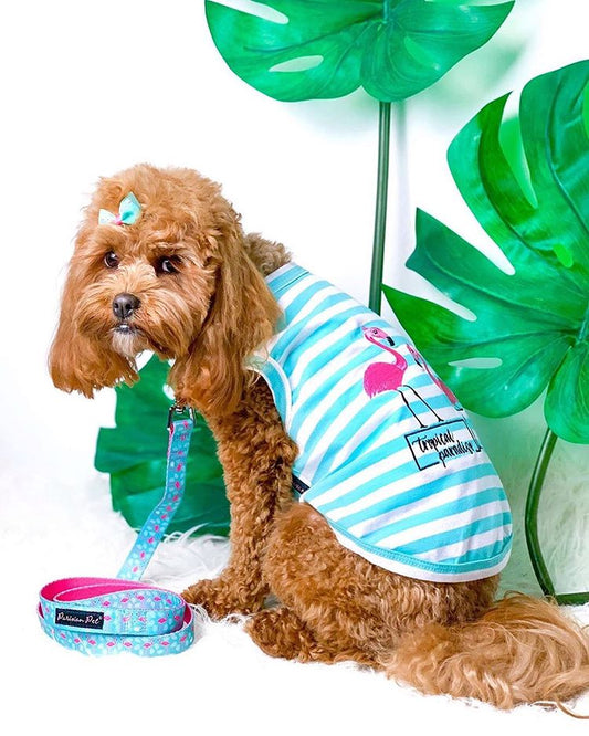 How to Pair Dog Collars & Harnesses with Spring Outfits