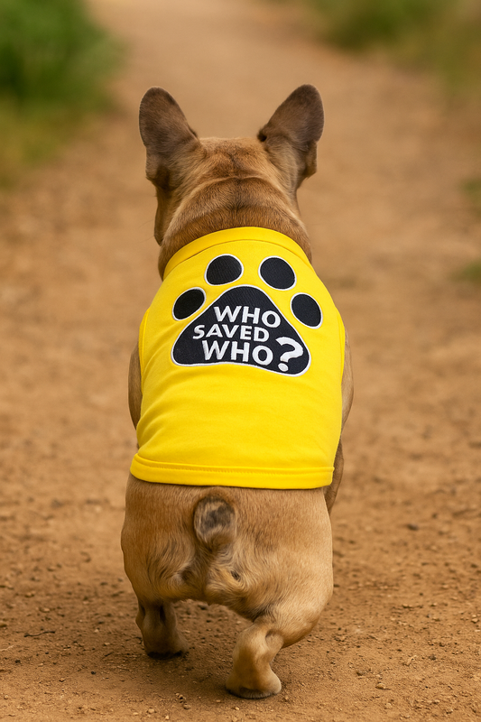 Best Fabrics for Dogs in Extreme Summer Heat